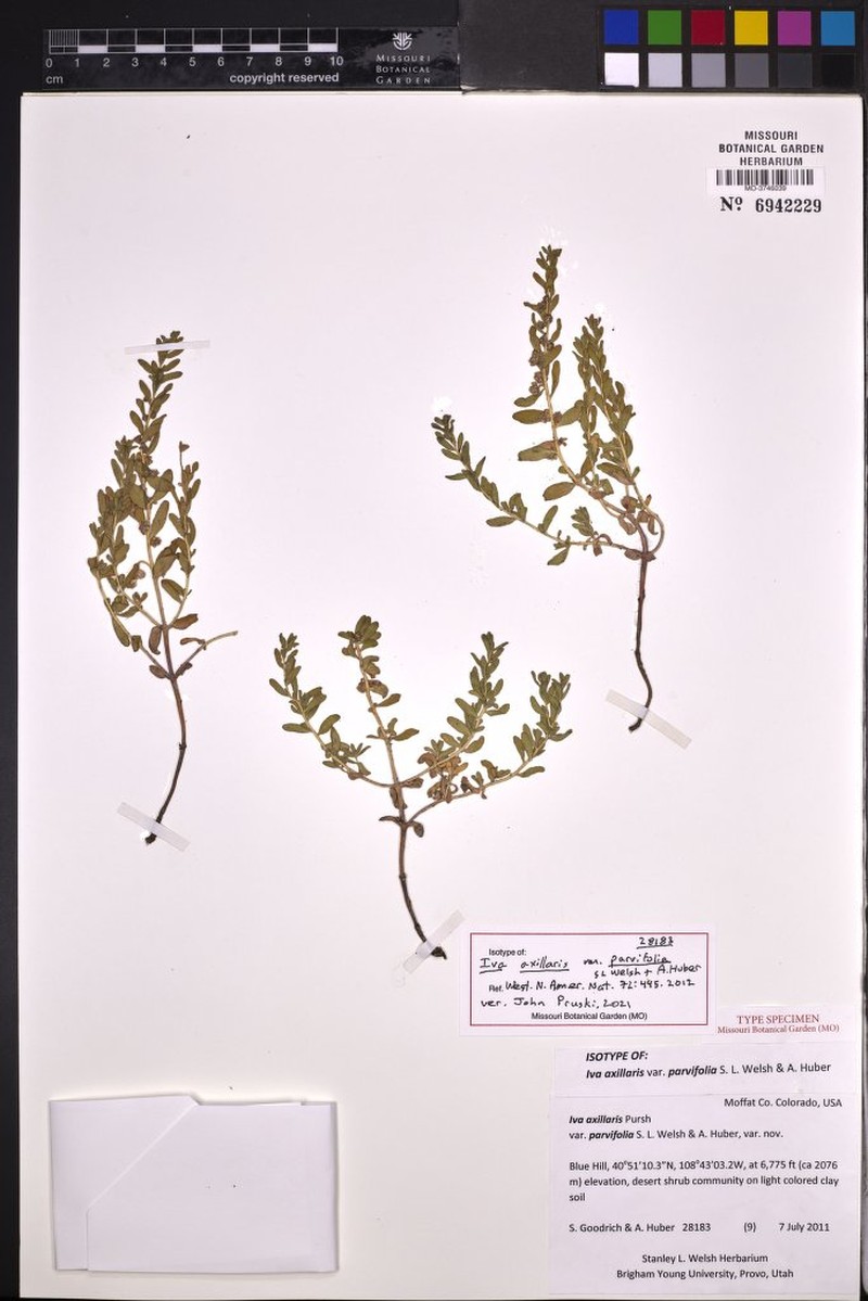 Iva axillaris var. parvifolia