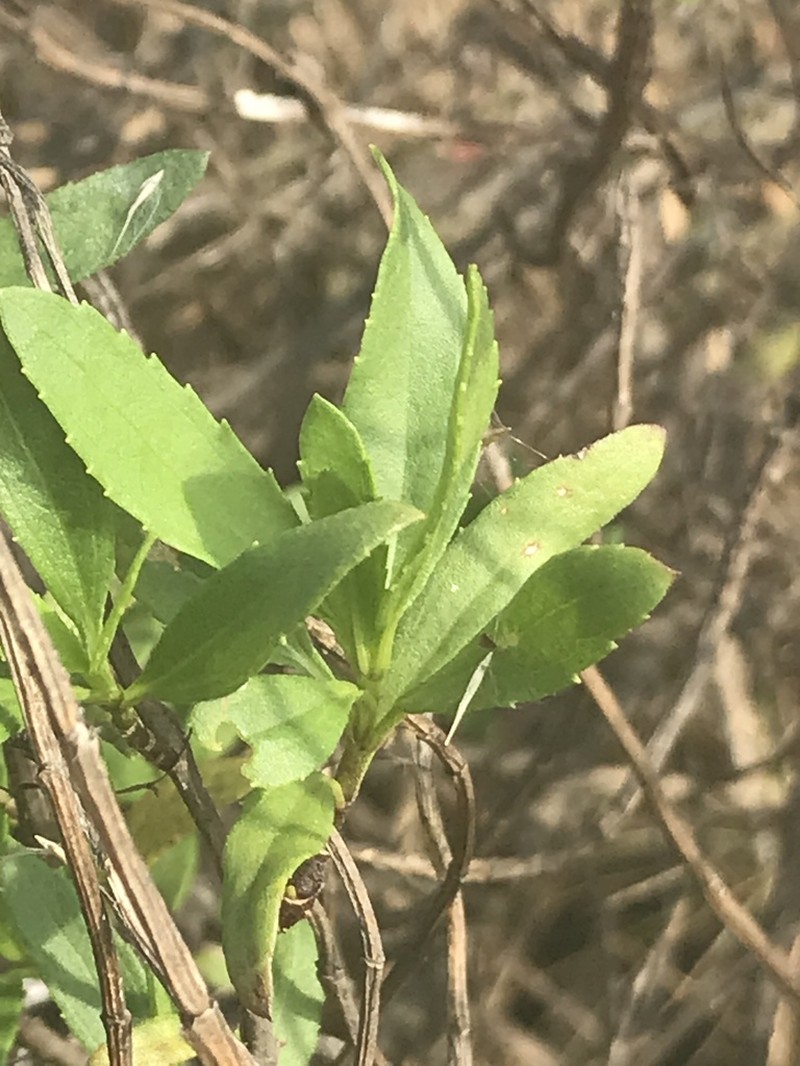 Jesuit's Bark photo 2