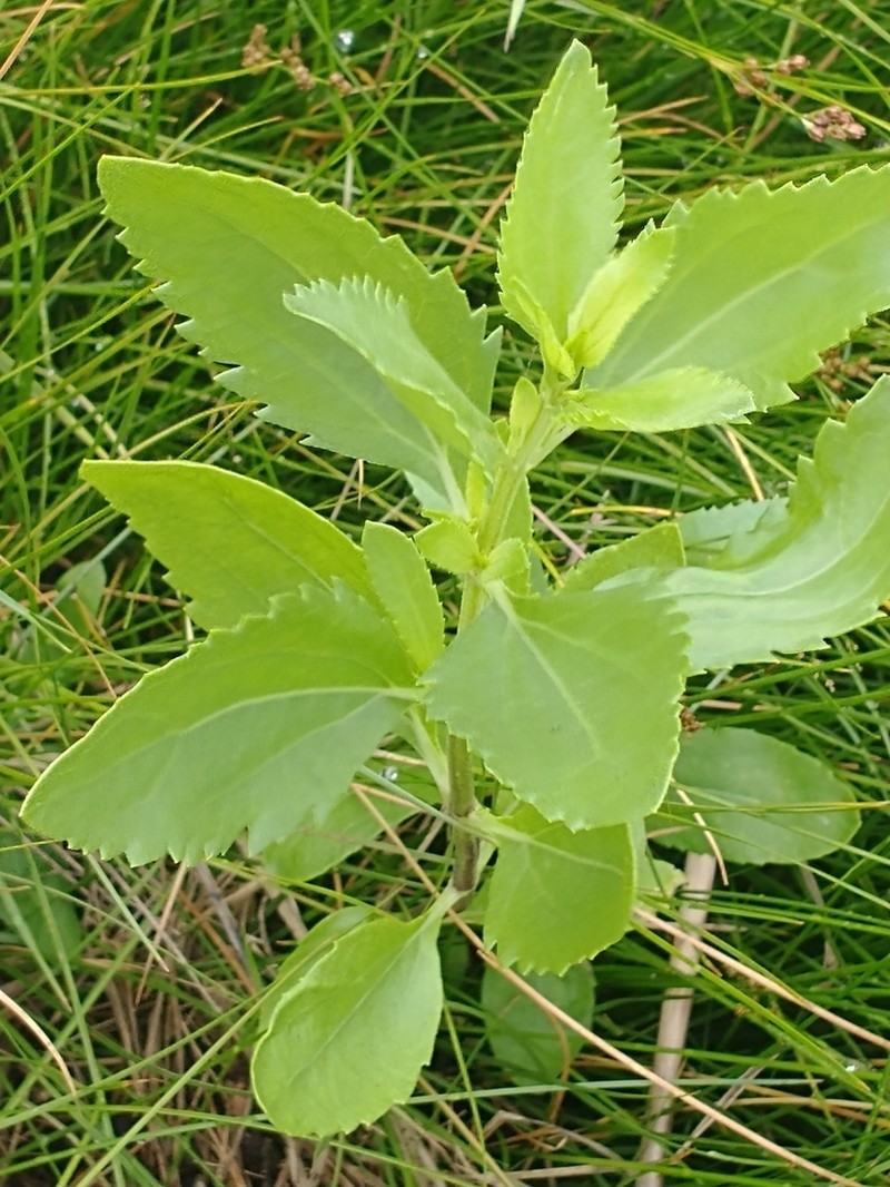 Jesuit's Bark photo 3
