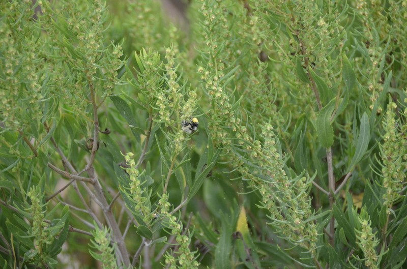 Jesuit's Bark photo 6