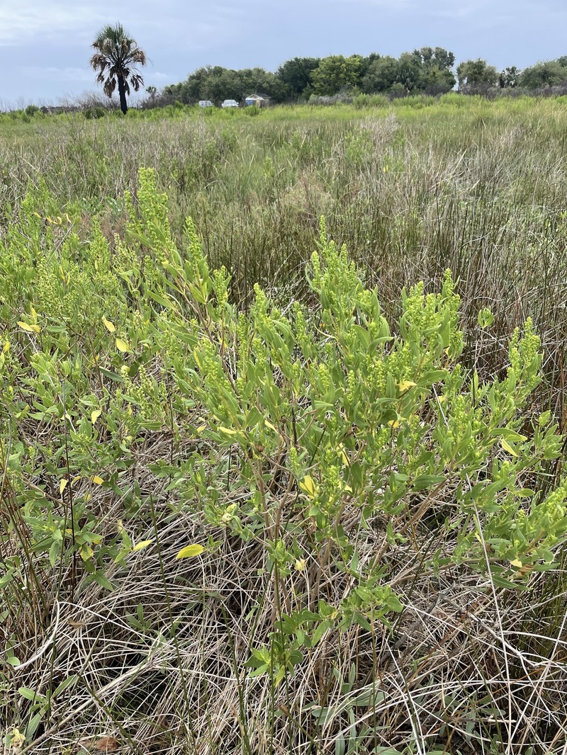 Iva frutescens subsp. frutescens