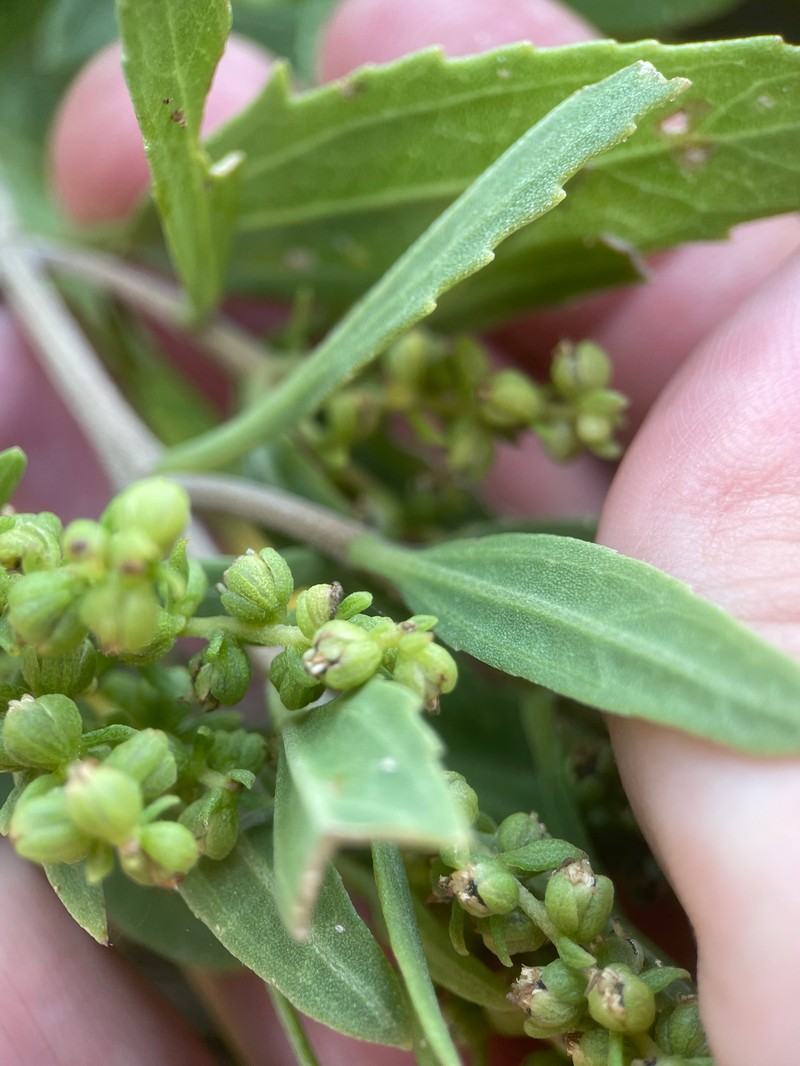 Iva frutescens subsp. frutescens photo 2