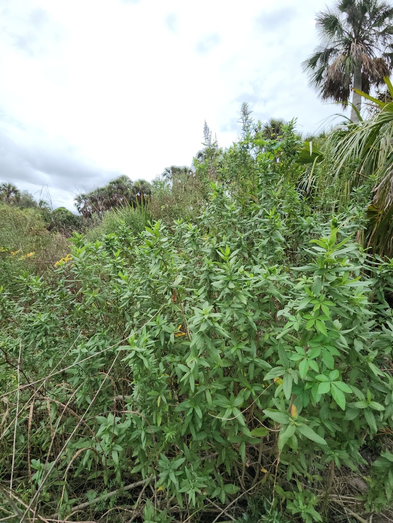 Iva frutescens subsp. frutescens photo 3