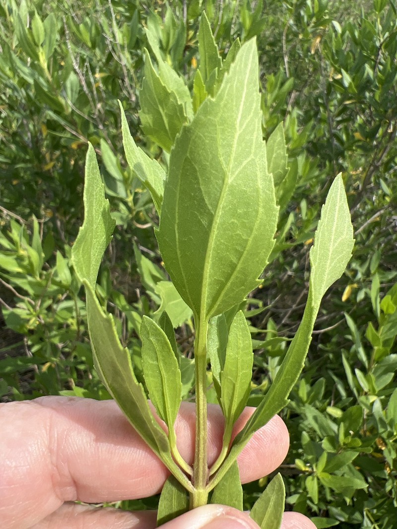 Iva frutescens subsp. frutescens photo 4