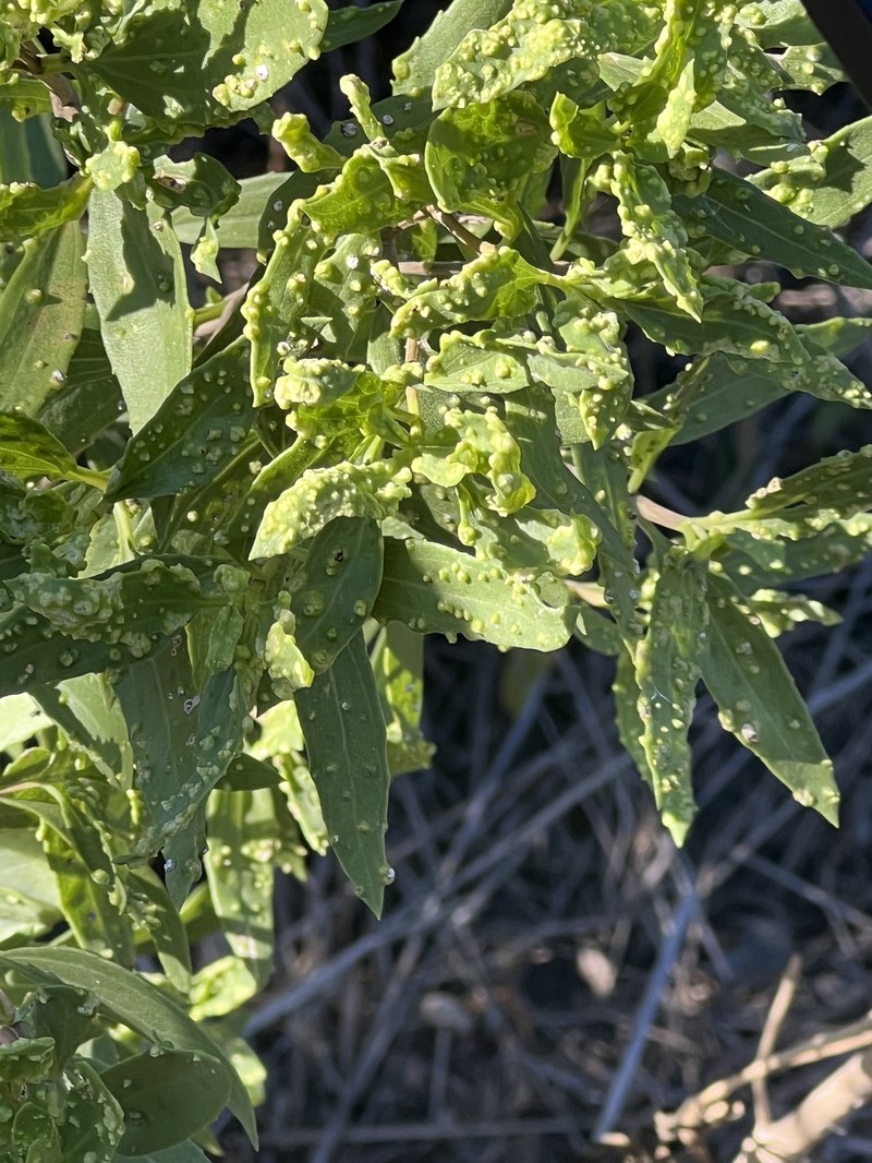 Iva frutescens subsp. frutescens photo 6