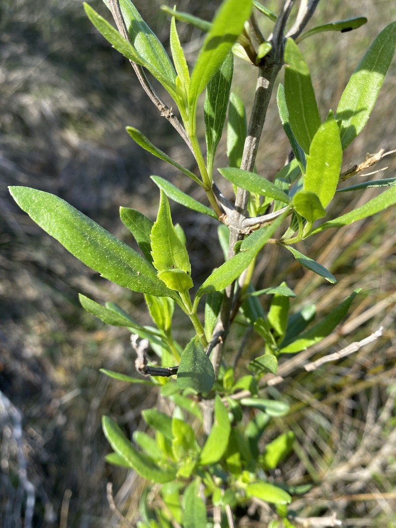 Iva frutescens subsp. frutescens photo 8