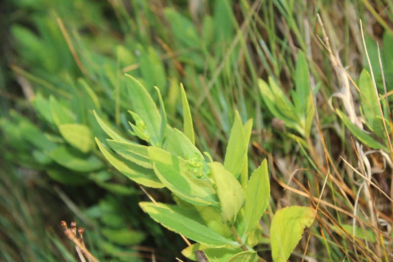 Iva frutescens subsp. oraria