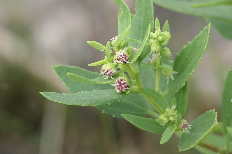 Iva frutescens subsp. oraria photo 2