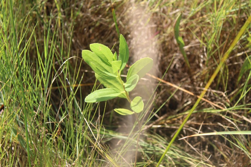 Iva frutescens subsp. oraria photo 3