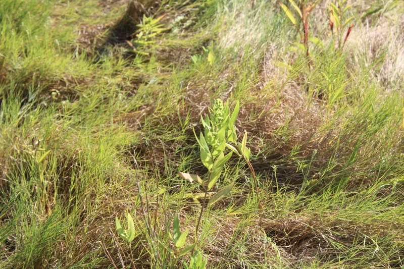 Iva frutescens subsp. oraria photo 4