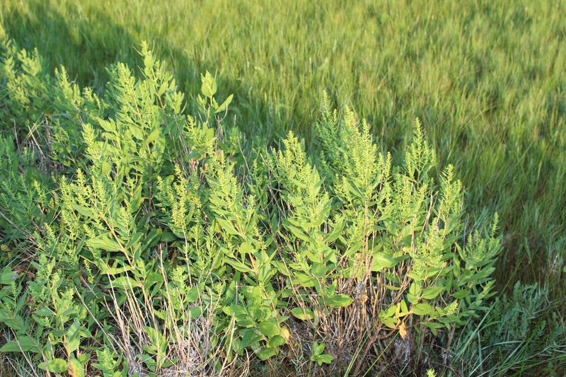 Iva frutescens subsp. oraria photo 5