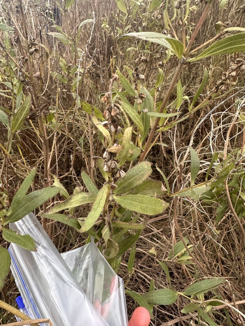 Iva frutescens subsp. oraria photo 7