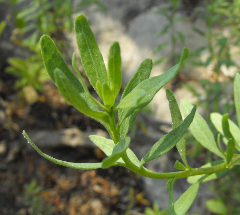 San Diego Povertyweed