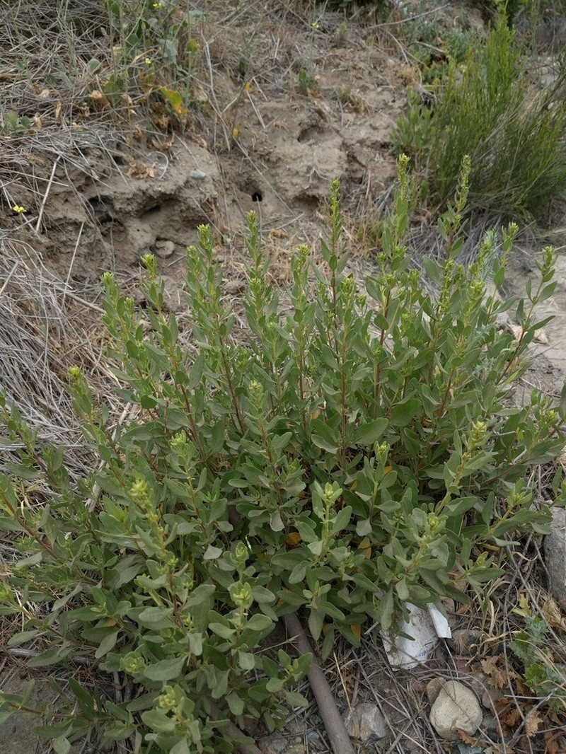 San Diego Povertyweed photo 2