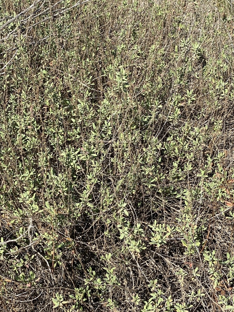 San Diego Povertyweed photo 5