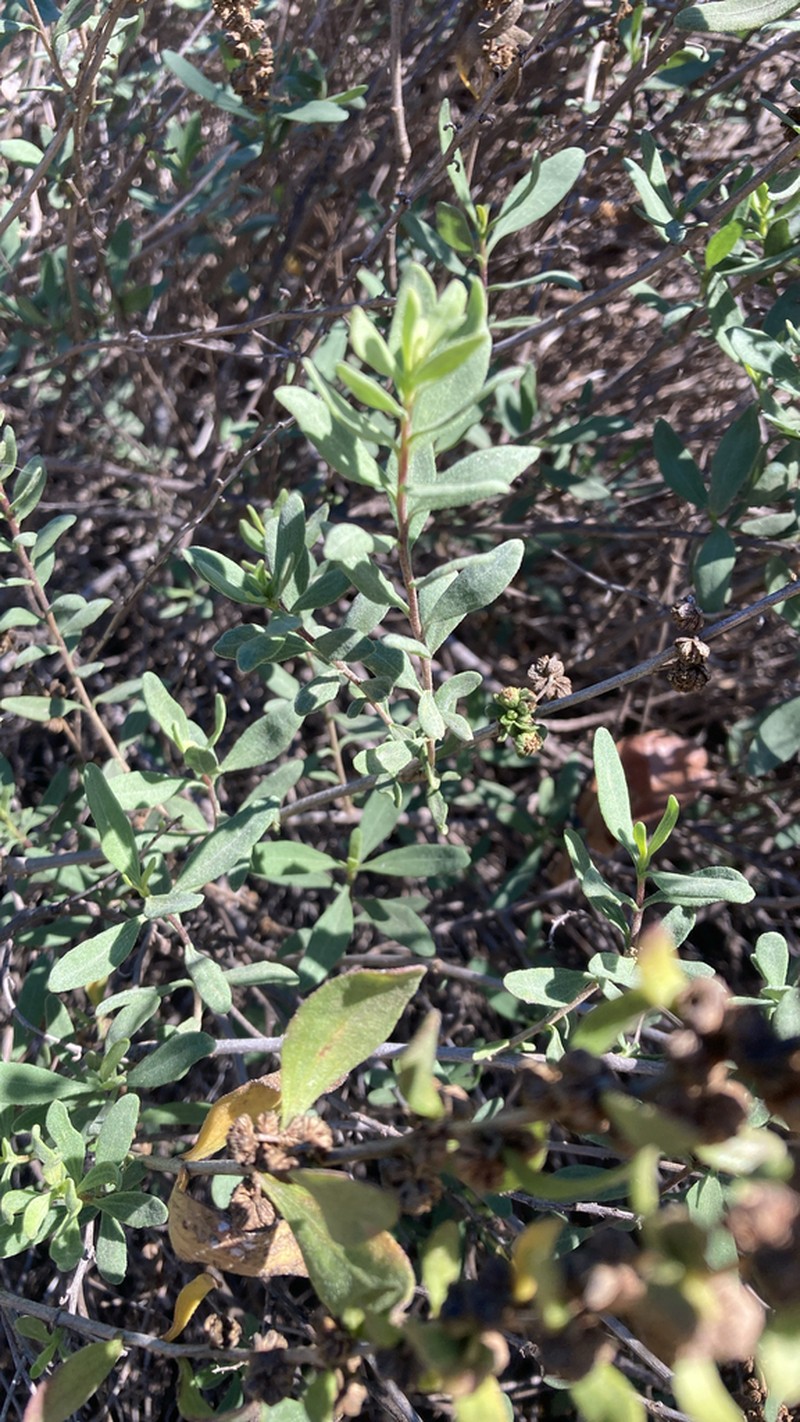 San Diego Povertyweed photo 7