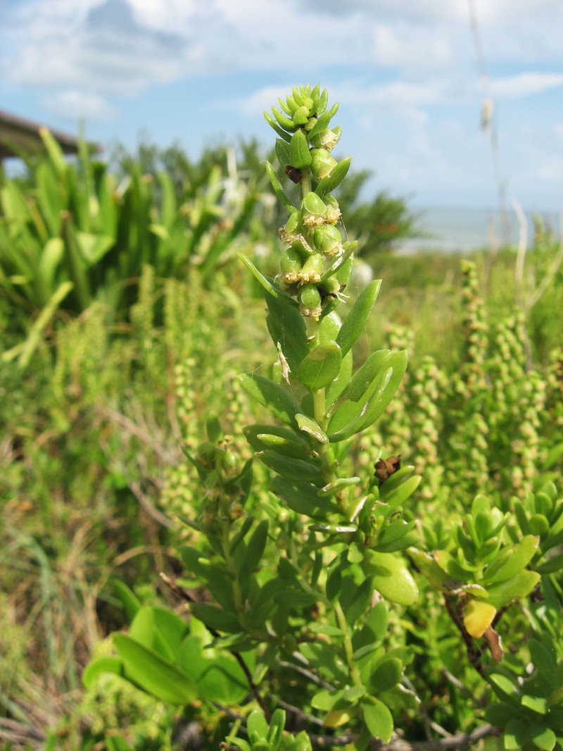 Seacoast Marsh Elder