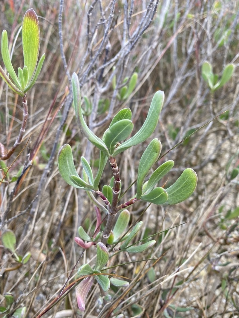 Seacoast Marsh Elder