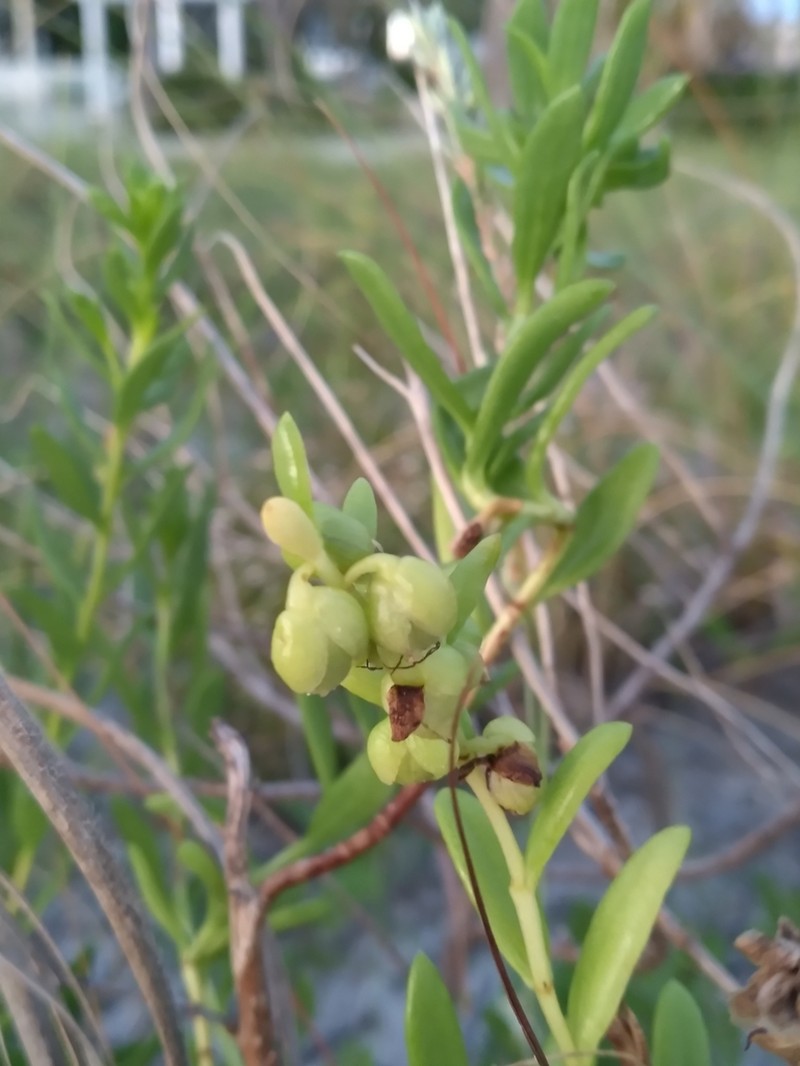 Seacoast Marsh Elder photo 2
