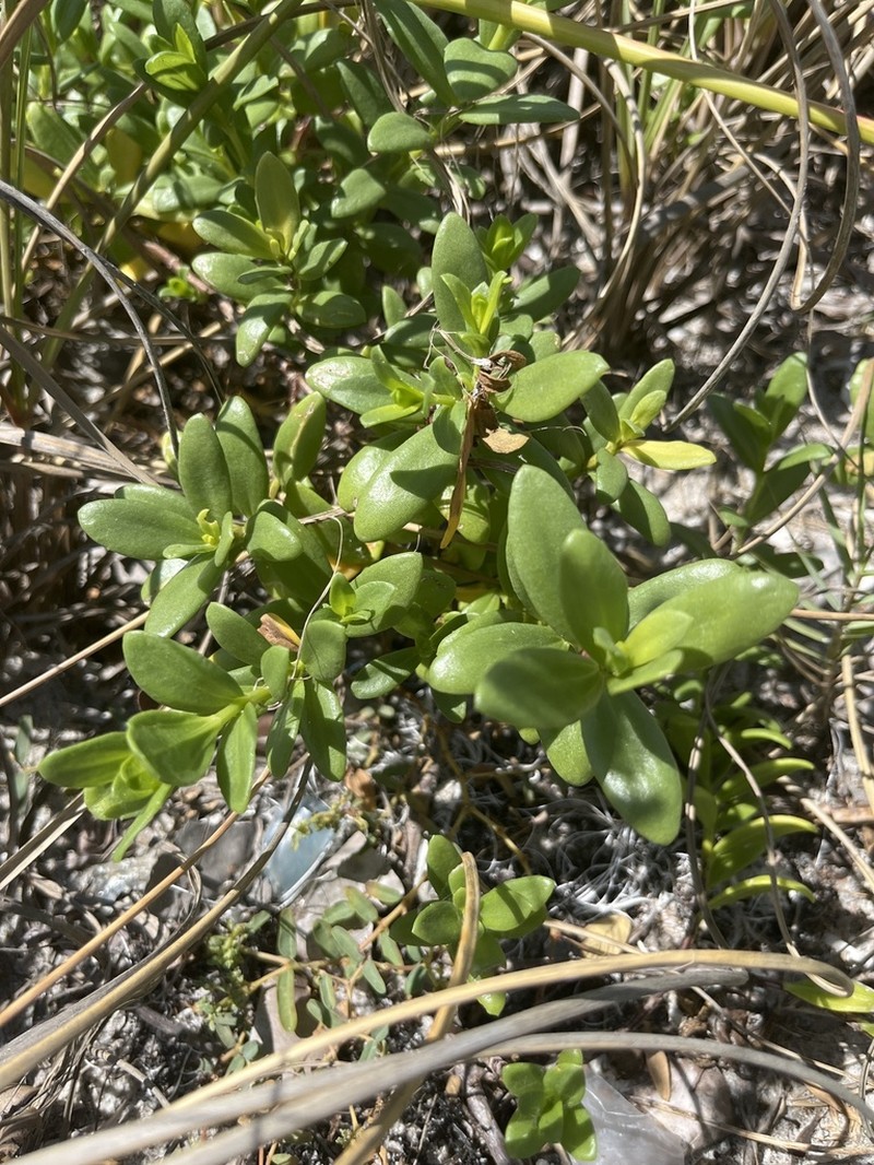 Seacoast Marsh Elder photo 3