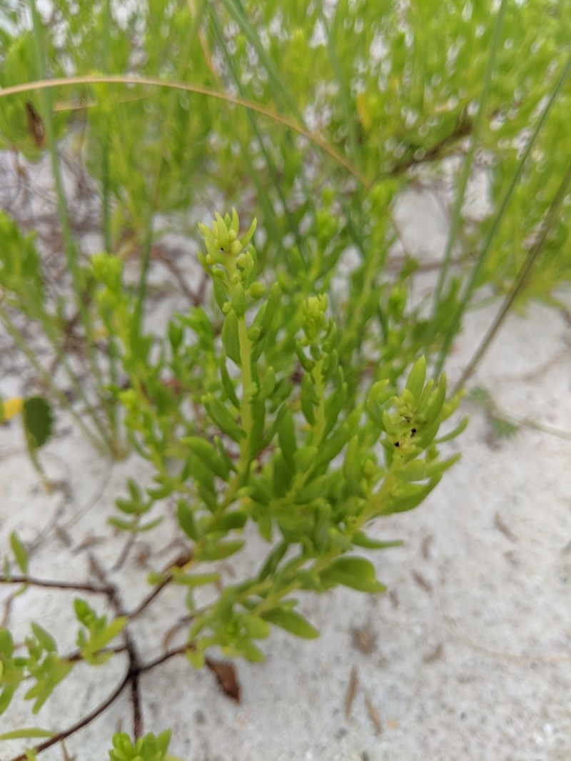 Seacoast Marsh Elder photo 4