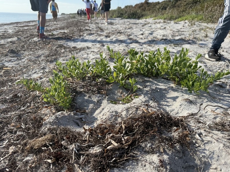 Seacoast Marsh Elder photo 6