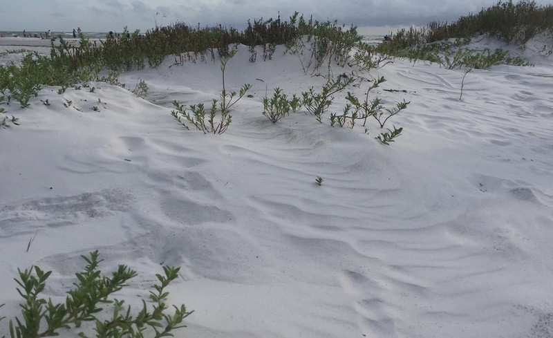 Seacoast Marsh Elder photo 7