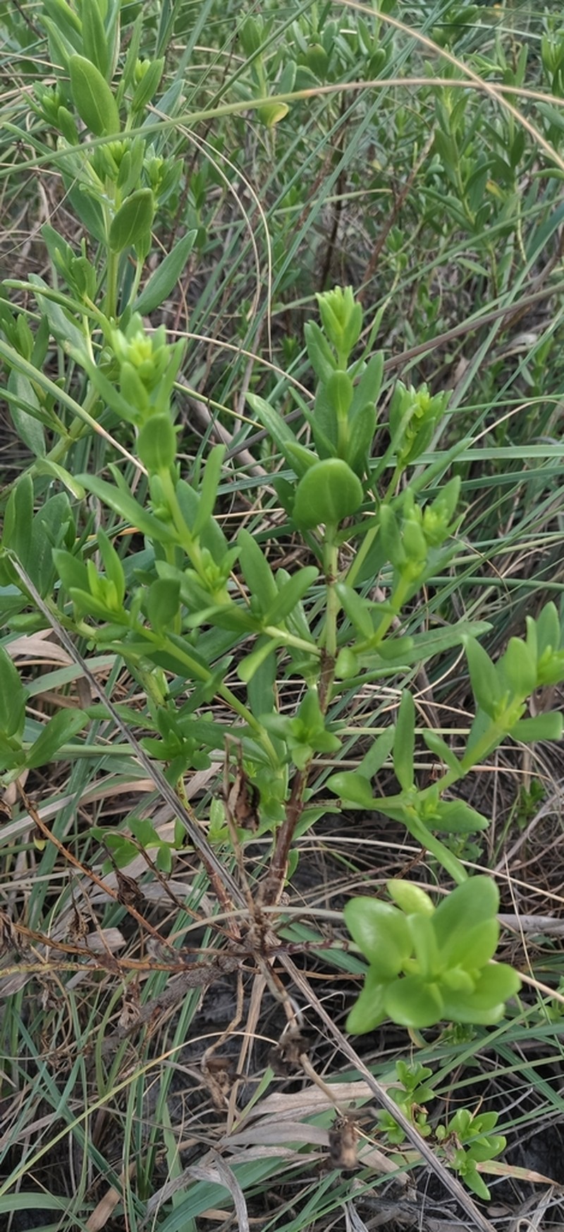 Seacoast Marsh Elder photo 8