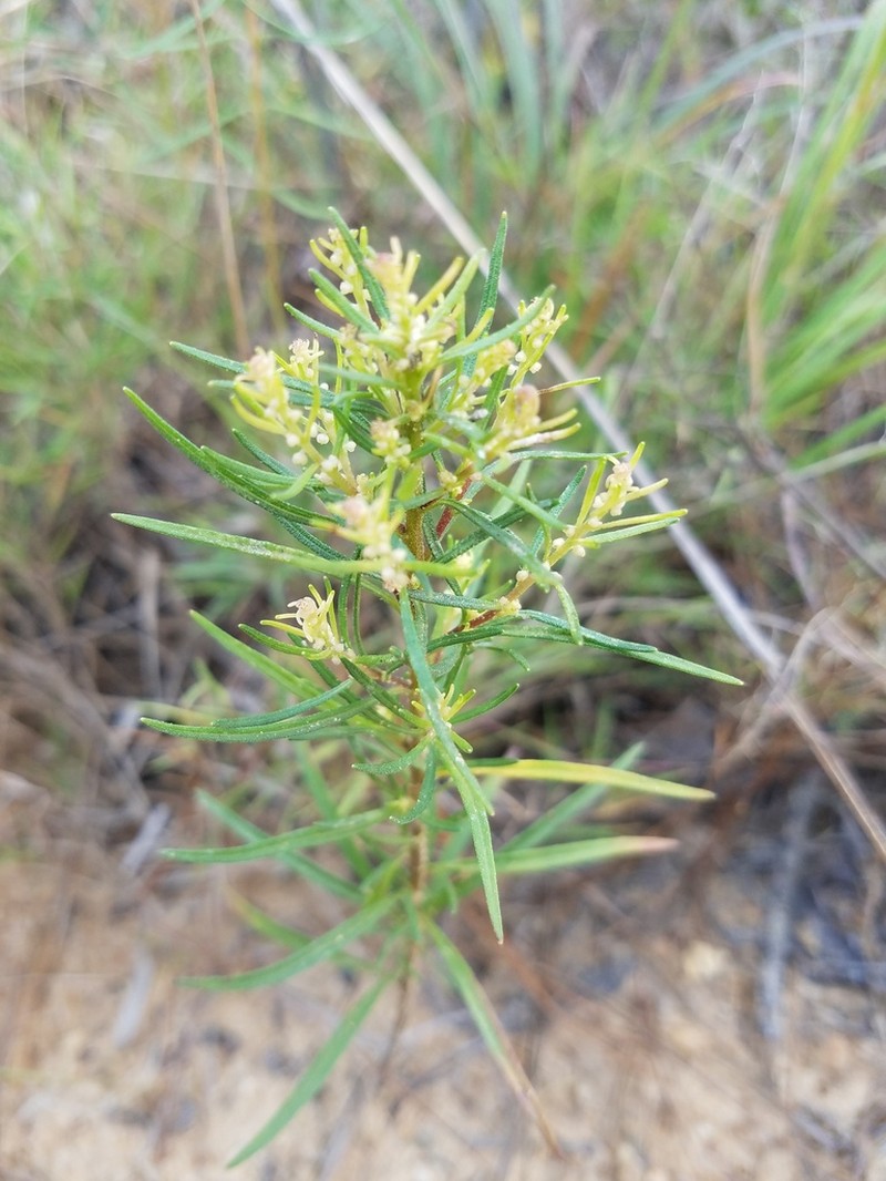 Piedmont Marsh Elder