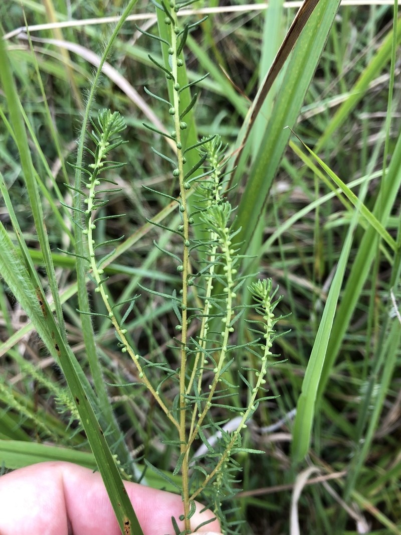 Piedmont Marsh Elder photo 2