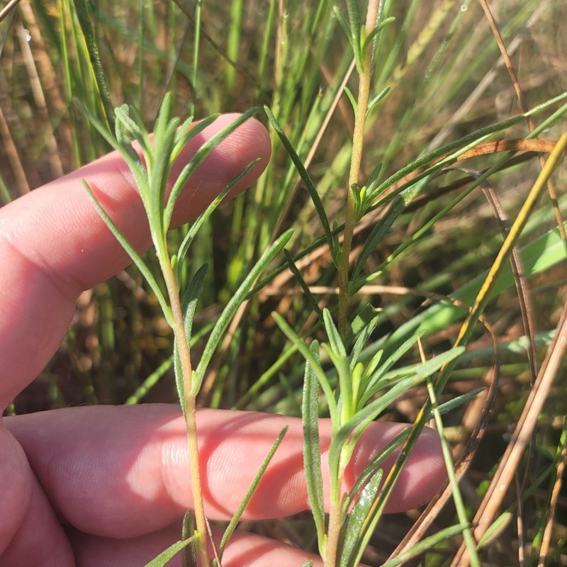 Piedmont Marsh Elder photo 3