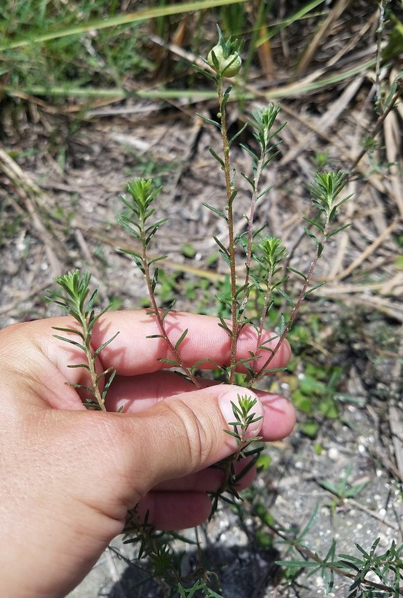 Piedmont Marsh Elder photo 4
