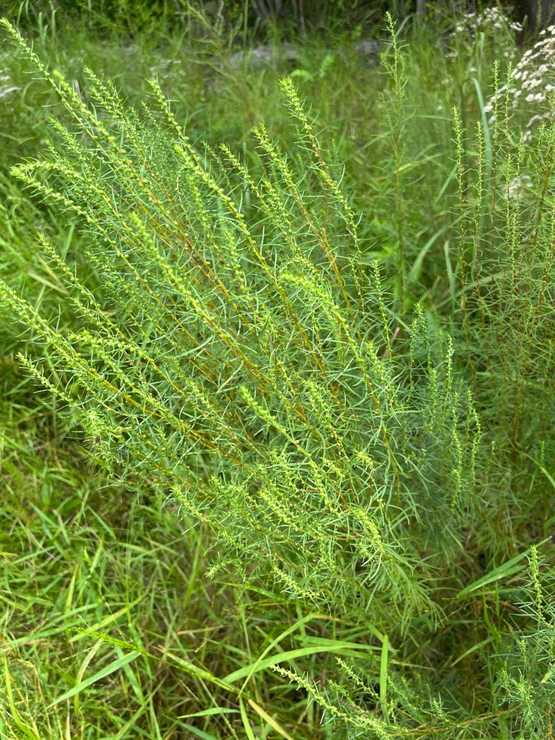Piedmont Marsh Elder photo 5