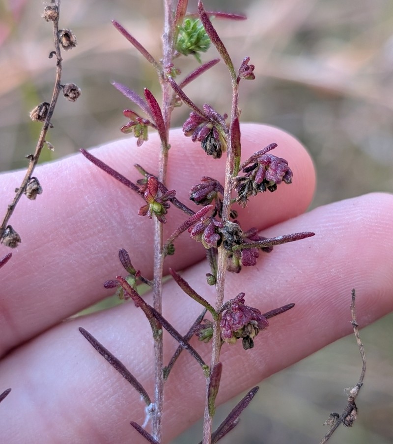 Piedmont Marsh Elder photo 6