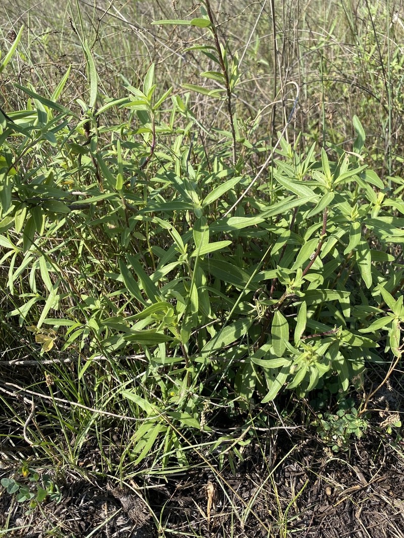 Texas Marsh Elder photo 2
