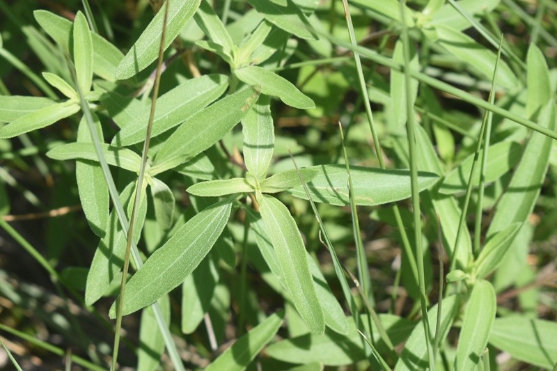Texas Marsh Elder photo 3