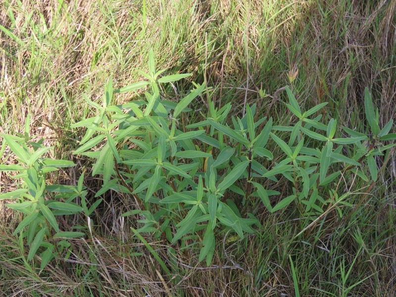 Texas Marsh Elder photo 4