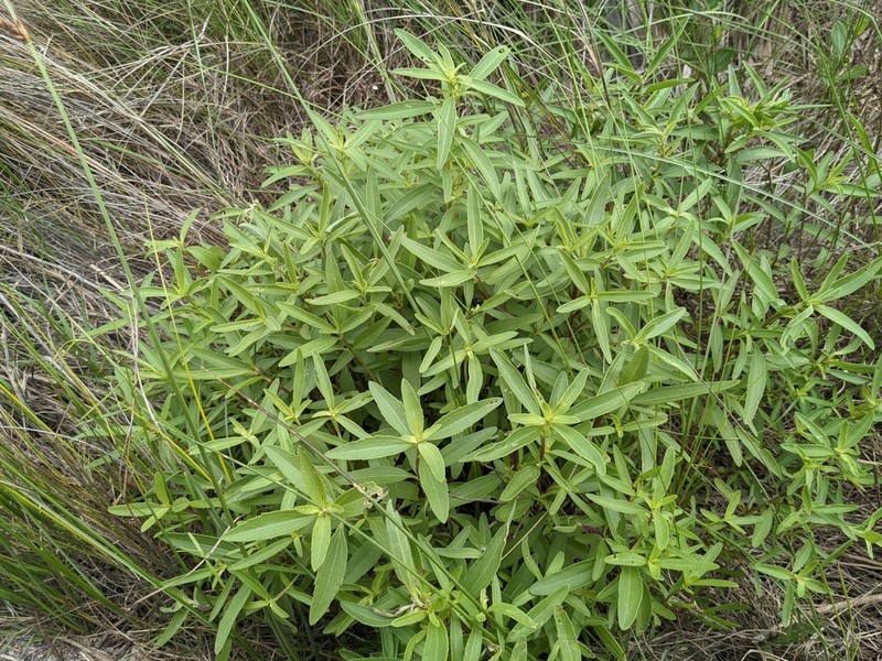 Texas Marsh Elder photo 6