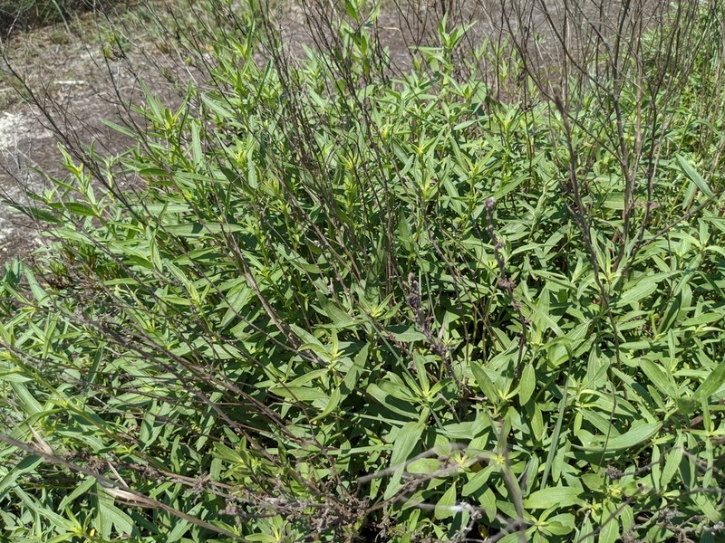 Texas Marsh Elder photo 7