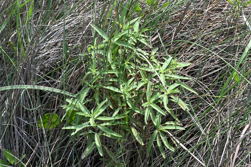 Texas Marsh Elder photo 8
