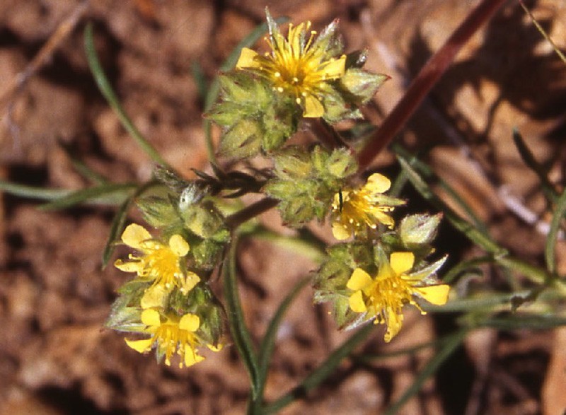 Sierra Valley Mousetail