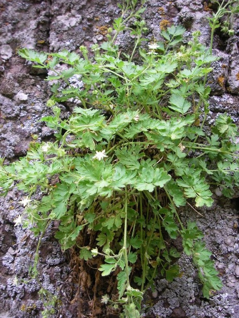 Bailey's Ivesia