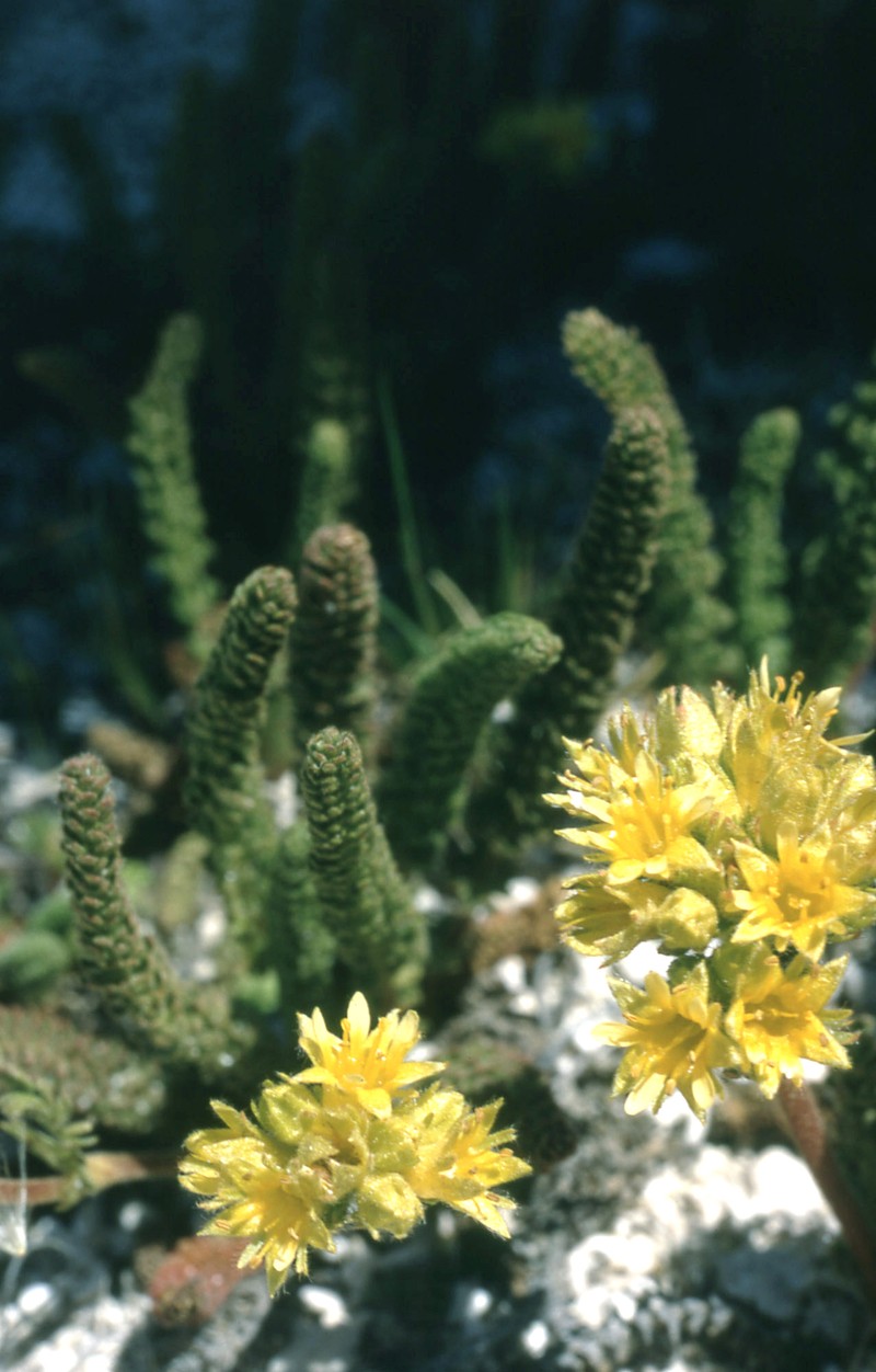 Gordon's Ivesia