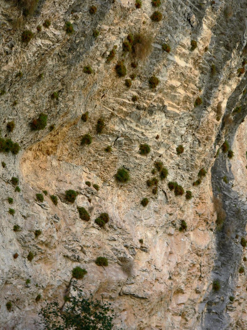 Jaeger's Mousetail photo 7