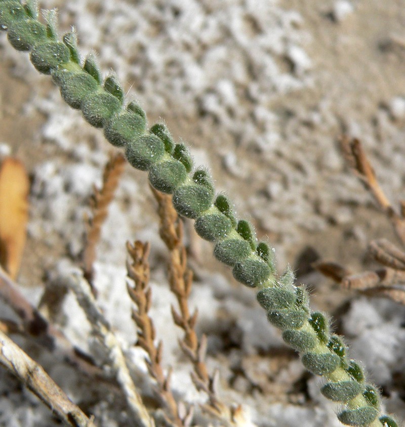 King's Mousetail photo 4