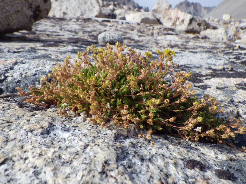 Clubmoss Mousetail