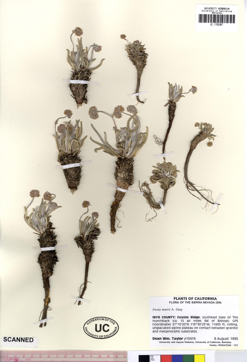 Granite Mousetail photo 2