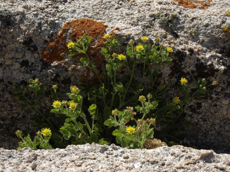 Rock Mousetail