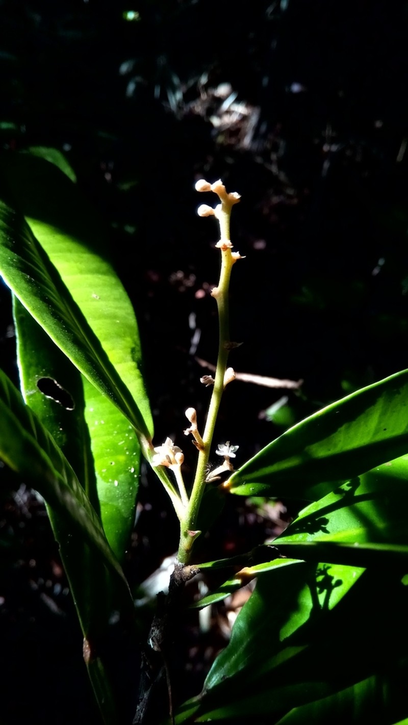 Ivodea analalavensis