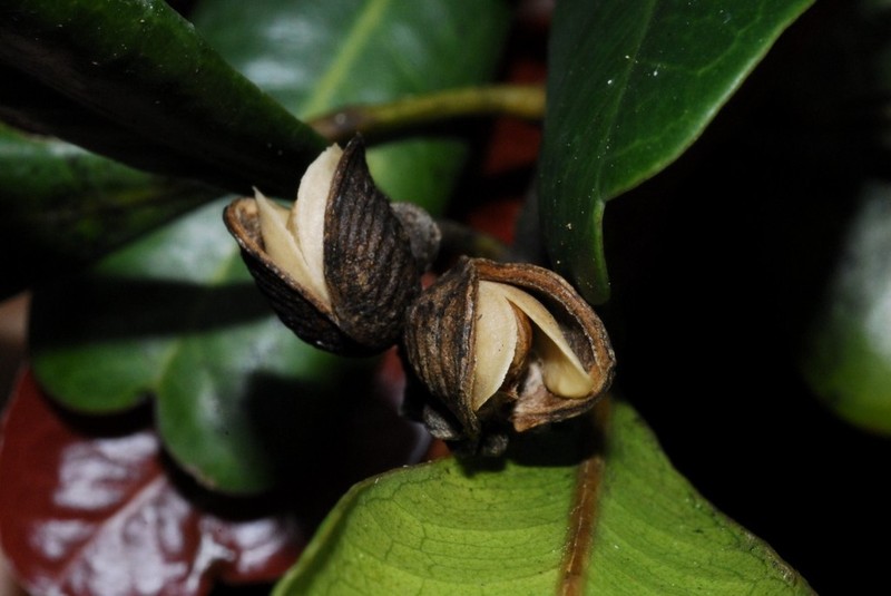 Ivodea choungiensis photo 2